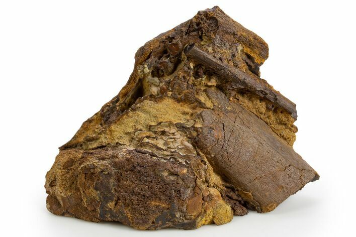 Fossil Dinosaur Bones and Tendon in Sandstone - Wyoming #330986